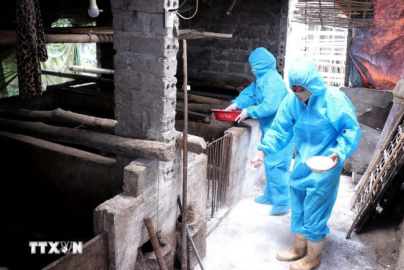 Hướng dẫn người dân rắc vôi bột để khử trùng chuồng trại. (Ảnh: Thanh Hải/TTXVN)