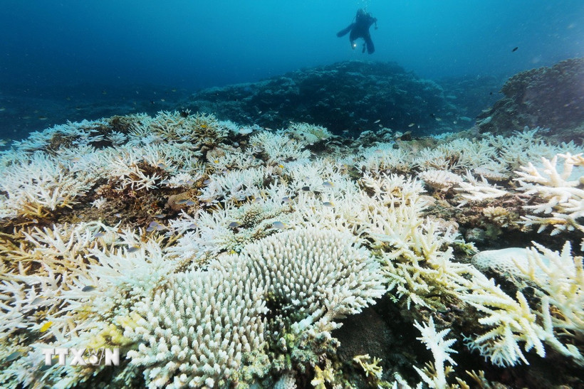 San hô bị tẩy trắng. Ảnh minh họa. (Ảnh: Kyodo/TTXVN)