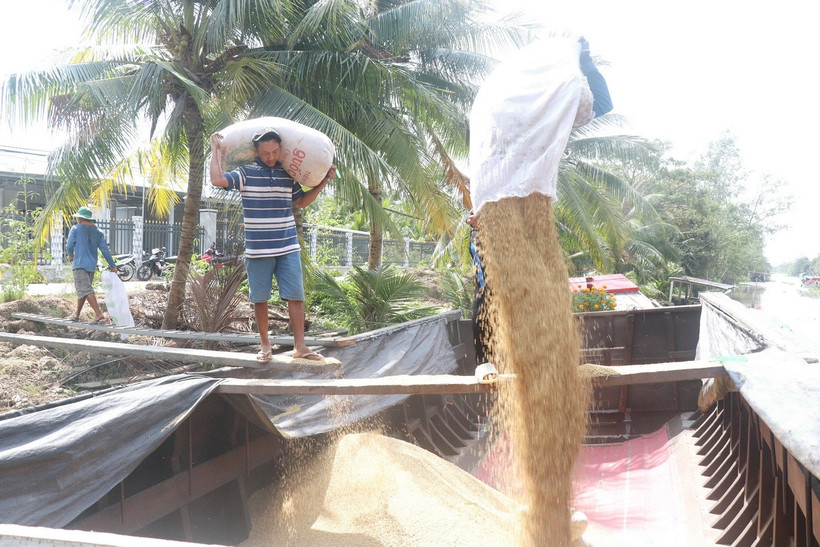 Vận chuyển lúa bán cho thương lái. (Ảnh: Thu Hiền/TTXVN)