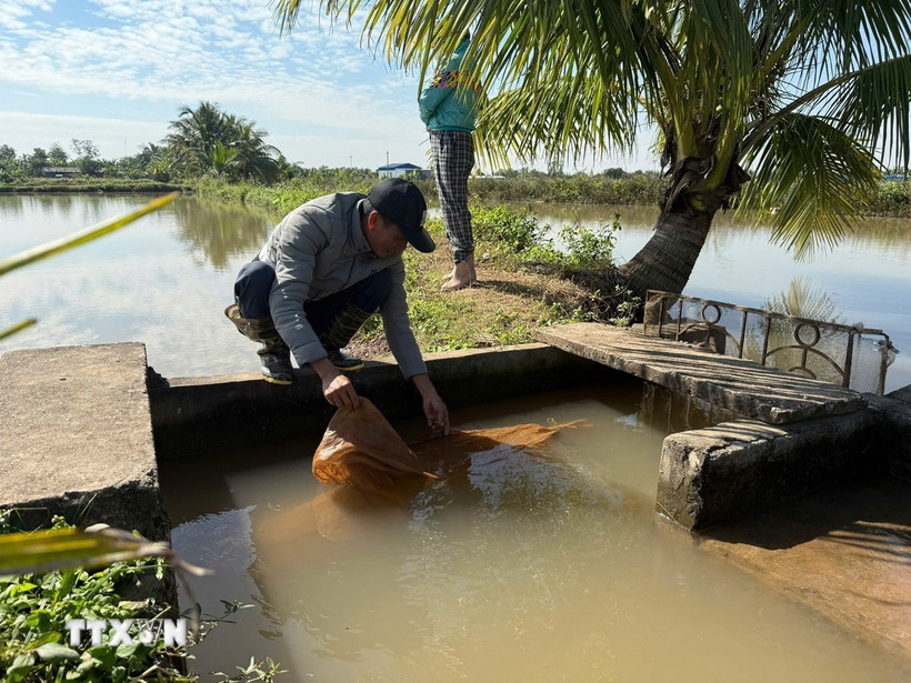 Người dân đang kéo lưới để thu hoạch rươi ở xã Vĩnh Thuận, thành phố Hải Phòng. (Ảnh Tiến Vĩnh/TTXVN)