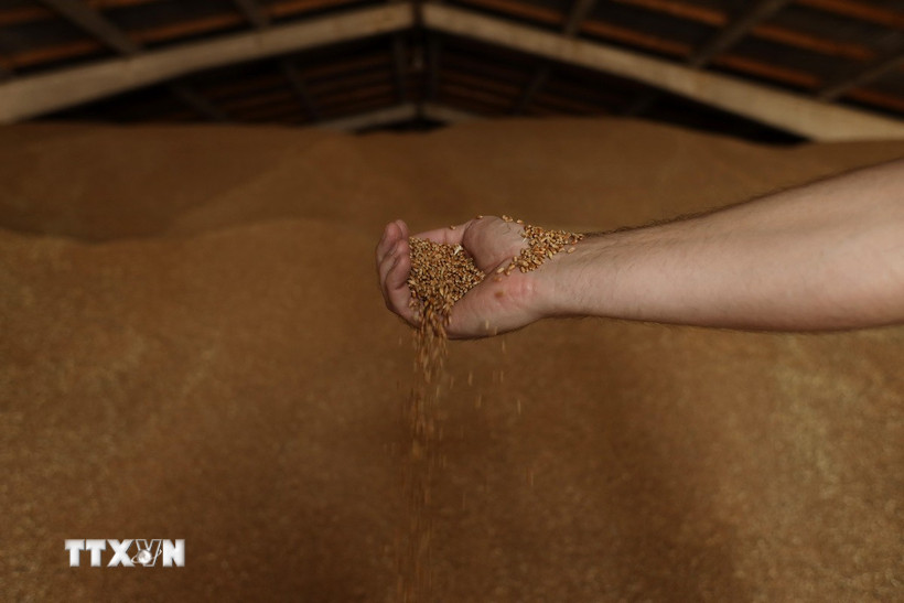 Lúa mỳ được trữ tại kho trong nông trại ở gần Izmail, Ukraine. (Ảnh: AFP/TTXVN)