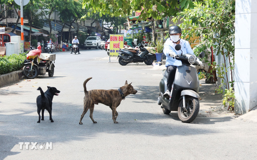 Chó thả rông đe dọa người đi đường. Ảnh minh họa. (Ảnh: Đinh Hằng/TTXVN)