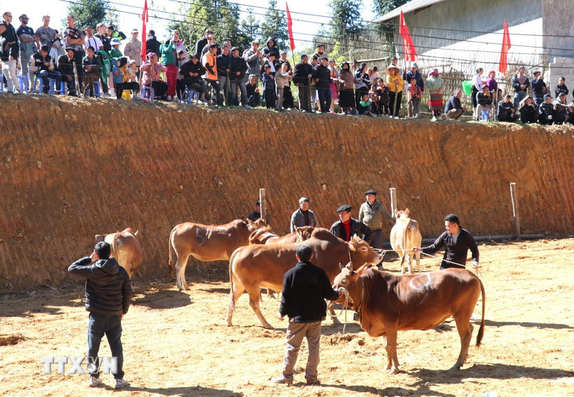 Hội thi Bò đẹp lần thứ nhất ở Phố Bảng (Tuyên Quang) thu hút hàng nghìn người dân và du khách đến xem. (Ảnh: Đức Thọ/TTXVN)