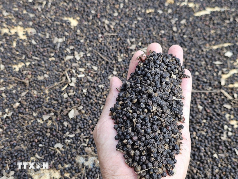 Hạt tiêu đã được phơi khô. (Ảnh: Ngọc Minh/TTXVN)
