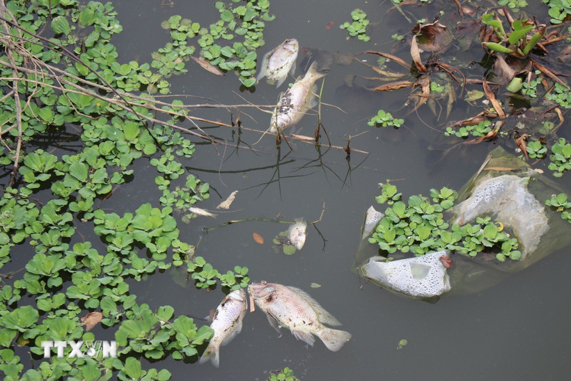 Nhiều loại cá chết bất thường tấp vào bờ sông Bàu Giang. (Ảnh: Phạm Cường/TTXVN)