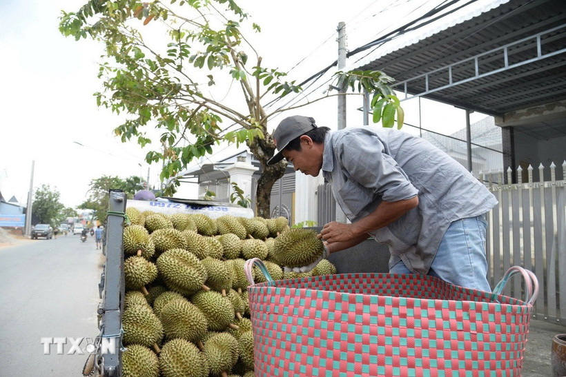 Nông dân Đồng Tháp vận chuyển sầu riêng đi tiêu (thụ.Ảnh: Công Trí/TTXVN)
