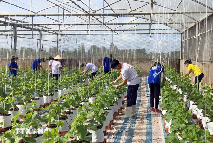Mô hình trồng màu trong nhà kính cho năng suất, chất lượng cao để chuyển giao, nhân rộng. (Ảnh: Phúc Sơn/TTXVN)