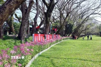 Du khách lưu giữ những hình ảnh đẹp ngày đầu xuân bên hàng cây sưa được công nhận là cây di sản Việt Nam ở làng sinh thái Hương Trà. (Ảnh: Đỗ Trưởng/TTXVN)