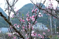 Hoa đào khoe sắc giữa phố núi tạo nên bức tranh ấm áp của mùa xuân đang đến gần. (Ảnh: Quý Trung/TTXVN)