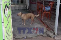 Chó thả rông tấn công người ở Thành phố Hồ Chí Minh