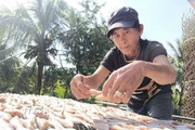 Làng nghề cá khô Bình Thắng (xã Bình Đại, tỉnh Vĩnh Long). (Ảnh: Huỳnh Phúc Hậu/TTXVN)