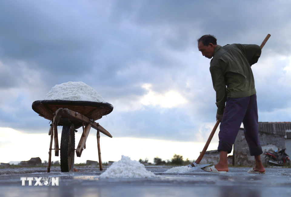 Xúc muối thành phẩm để lên xe cút kít. (Ảnh: Xuân Tiến/TTXVN)