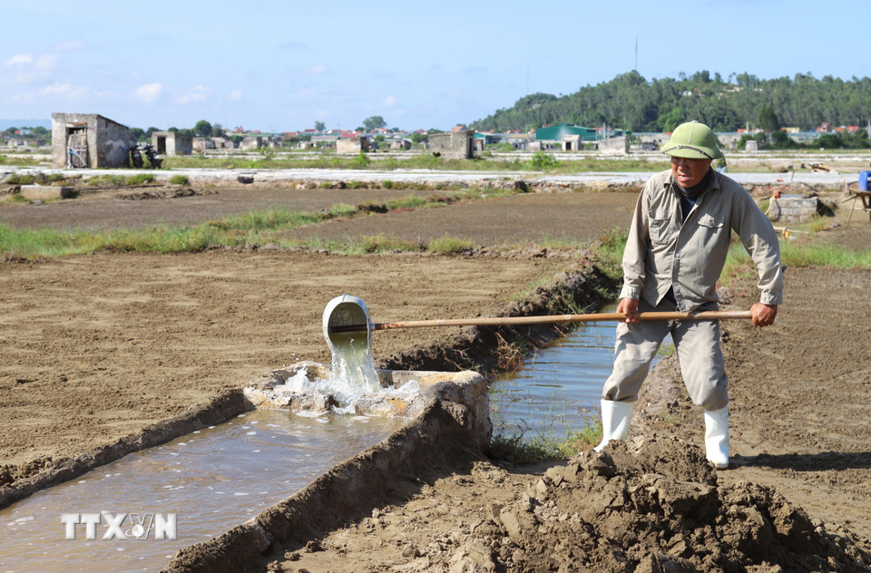 Múc nước biển từ hệ thống mương dẫn vào chạt (giát) để lọc lấy nước mặn. (Ảnh: Xuân Tiến/TTXVN)