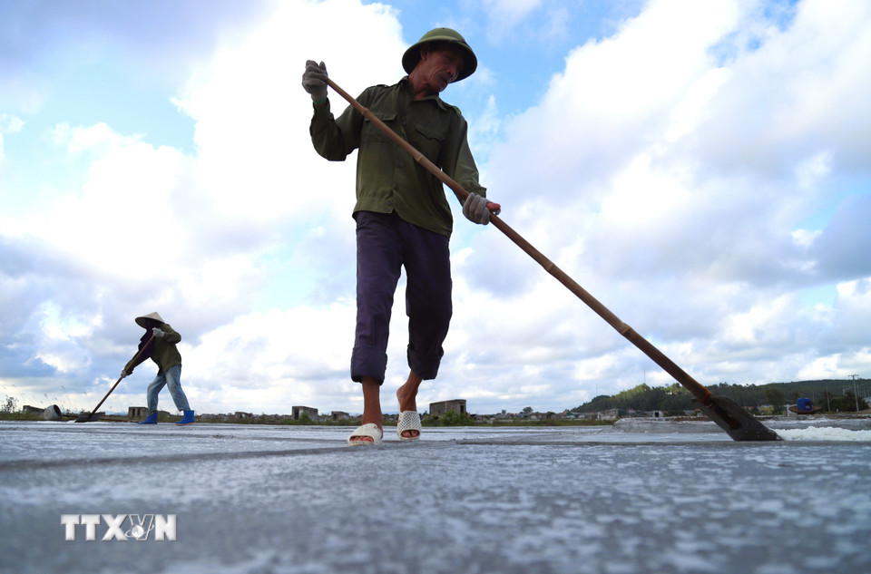 Diêm dân cạo, gom muối trên nền sân phơi để lấy muối thành phẩm mỗi khi chiều về. (Ảnh: Xuân Tiến/TTXVN)