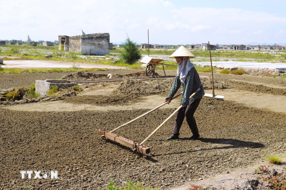 Dùng dụng cụ có tên gọi là “bừa” để xới cát biển đã phơi nắng hơn 10 giờ đồng hồ trước khi gom lại thành luống. Công việc xới cát biển phải đi thụt lùi để có thể quan sát và điều chỉnh được độ dày mỏng của lớp cát cần xới lên. (Ảnh: Xuân Tiến/TTXVN)