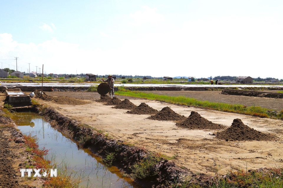 Đưa cát biển ra sân thành từng đống có khoách cách khá đều nhau để chuẩn bị rải đều trên bề mặt mặt sân phơi nắng. (Ảnh: Xuân Tiến/TTXVN)