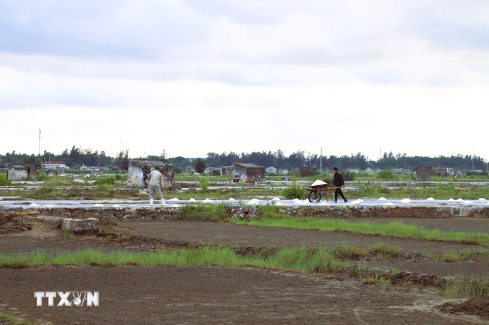 Diêm dân thu hoạch muối. (Ảnh: Xuân Tiến/TTXVN)