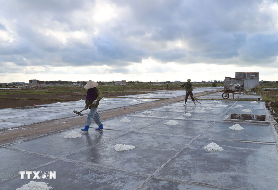Khoảng từ 16h đến 17h30 mỗi ngày, khi các công việc khác hoàn tất, diêm dân sẽ cạo muối trên nền sân phơi được chia nhỏ thành các ô khá vuông vắn, có diện tích hơn 2m2. (Ảnh: Xuân Tiến/TTXVN)