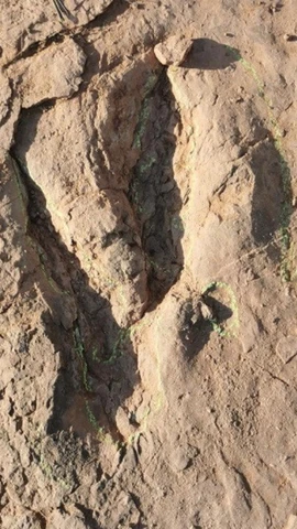 Ảnh minh họa. (Ảnh Bảo tàng Lịch sử Tự nhiên Đá Yingliang)