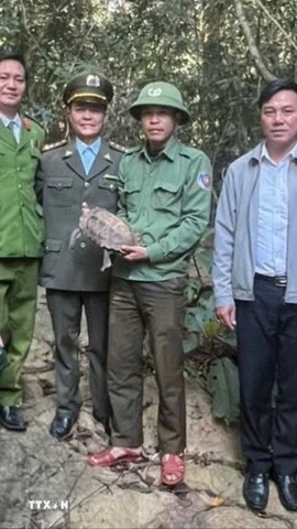 Các lực lượng chức năng thả cá thể rùa núi viền về môi trường tự nhiên. (Ảnh: TTXVN phát)