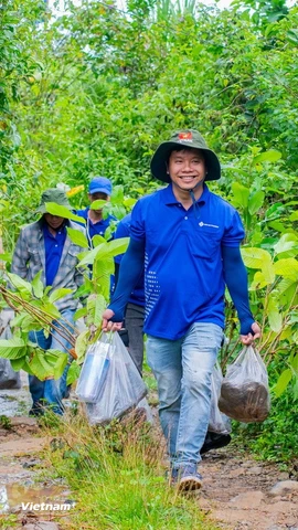 Các tình nguyện viên tham gia trồng rừng tại vùng đệm Vườn Quốc gia Tà Đùng. (Ảnh: Hưng Thịnh/Vietnam+)
