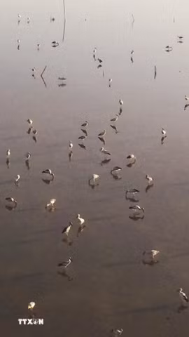 Hạt kiểm lâm Khu vực 9 nhận định đàn chim kiếm ăn ở đầm La Băng là cò nhạn không phải Sếu cổ đen quý hiếm. (Ảnh: Phạm Cường/TTXVN)