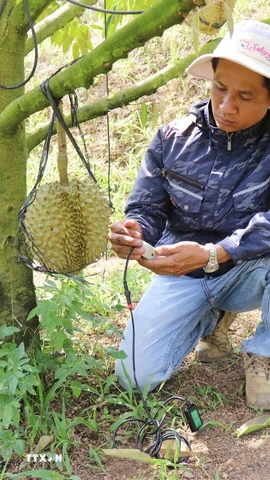 Kỹ thuật viên của trang trại Sakura Farm (xã Đông Khánh Sơn, Khánh Hòa) sử dụng thiết bị kiểm tra, phân tích, chẩn đoán “sức khỏe” của đất trồng cây sầu riêng, đưa ra các chỉ số chính xác và khuyến nghị phương án xử lý kịp thời. (Ảnh: Nguyễn Thành/TTXVN)