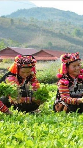 Giúp đồng bào dân tộc thiểu số phát triển kinh tế, xóa đói, giảm nghèo. (Ảnh: TTXVN phát)