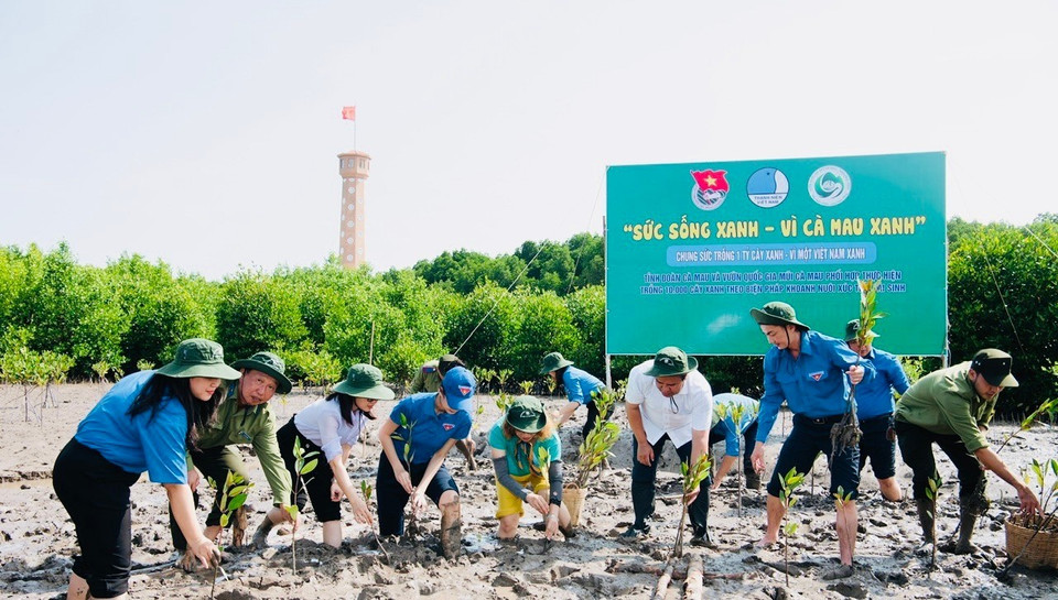 12. Công trình “Sức sống xanh - Vì Cà Mau xanh” do Tỉnh đoàn Cà Mau đề xuất, các đơn vị cơ sở Đoàn tỉnh Cà Mau triển khai. (Ảnh: PV/Vietnam+)