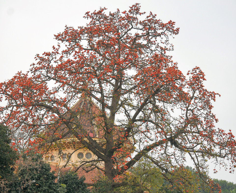 Nhà Bát Giác trầm mặc trong sắc hoa gạo rực rỡ. (Ảnh: Nam Nguyễn/Vietnam+)