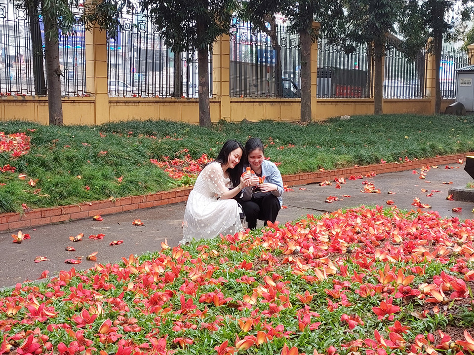 Hoa gạo rụng xuống tạo thành bối cảnh rực rỡ để chụp ảnh lưu niệm. (Ảnh: Minh Thu/Vietnam+)