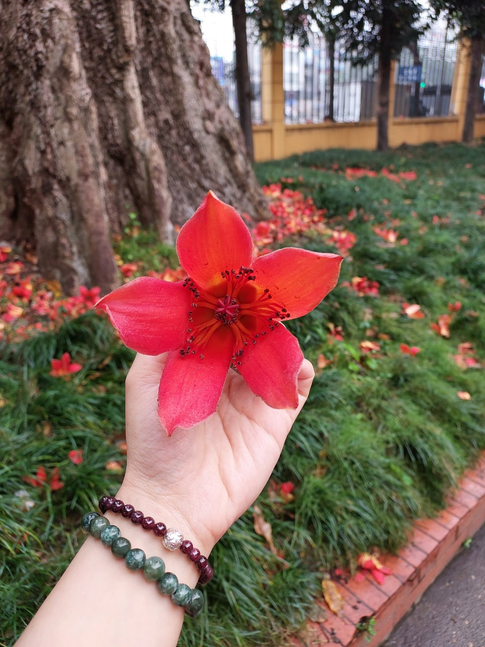 Cây gạo cổ thụ trăm năm tuổi đang vào độ rực rỡ nhất. (Ảnh: Minh Thu/Vietnam+)