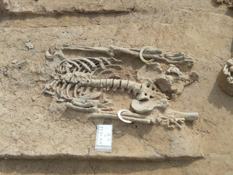 Cận cảnh di cốt. (Ảnh: Phương Anh/Vietnam+)