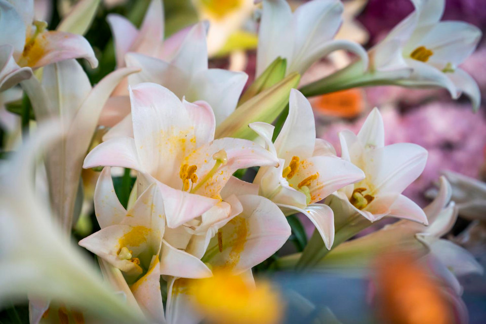 Những cánh hoa bung nở... (Ảnh: Sỹ Quang/Vietnam+)