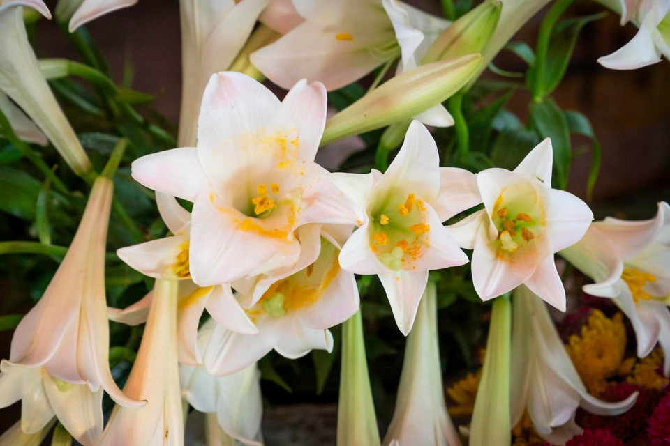 Và làm xiêu lòng người (Ảnh: Hương Lý/Vietnam+)