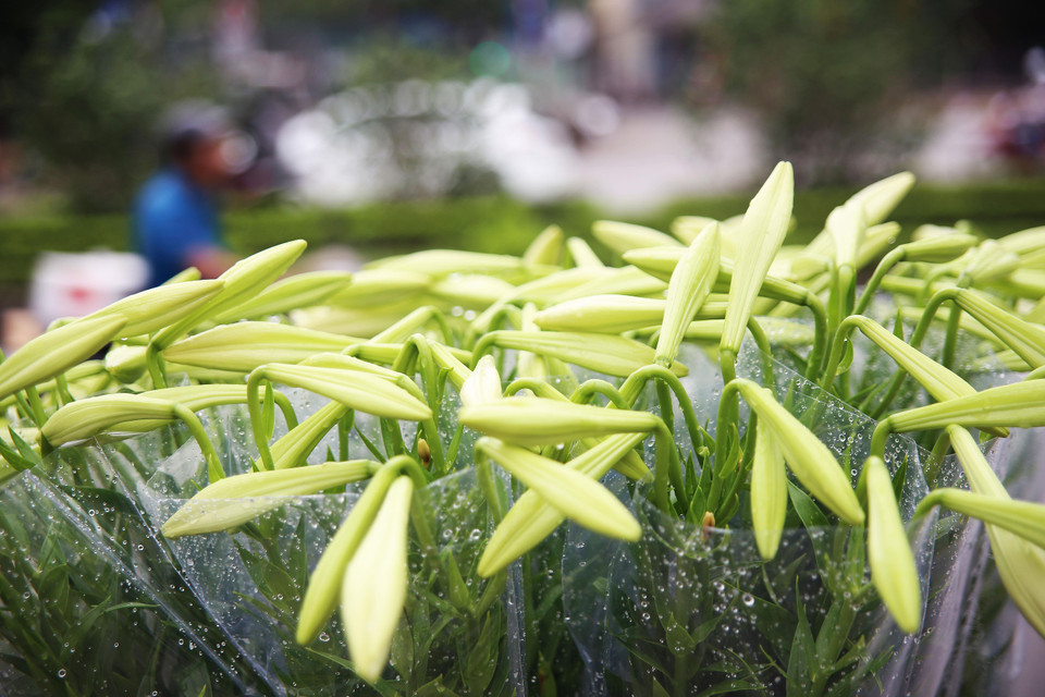 Hoa loa kèn còn xanh nụ, nhưng chỉ cần mang về cắm vào nước, một, hai ngày sau, hoa sẽ nở dần... (Ảnh: Quang Sỹ)