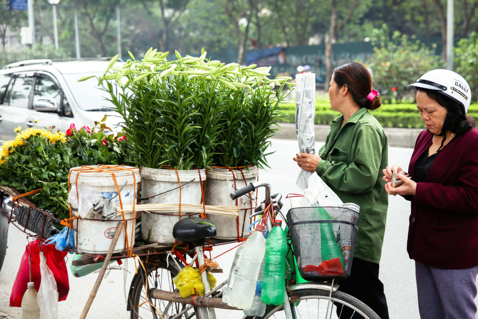  Hoa loa kèn đưa vào bán trong nội thành được lấy từ chợ hoa đầu mối Quảng An (Hà Nội), chủ yếu do các nhà vườn hoa Nhật Tân vận chuyển đến chợ. (Ảnh: Hương Lý/Vietnam+)