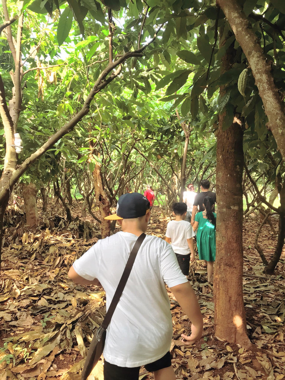 Khám phá vườn cacao độc đáo giữa lòng thành phố. (Ảnh: Minh Thu/Vietnam+)