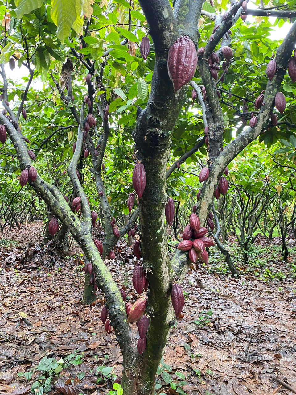 Cây cacao sai trĩu quả. Vườn hiện do vợ chồng anh Mai Thanh Sang (kiến trúc sư) và chị Nguyễn Thị Tuyết Nhung quản lý. (Ảnh: Minh Thu/Vietnam+)