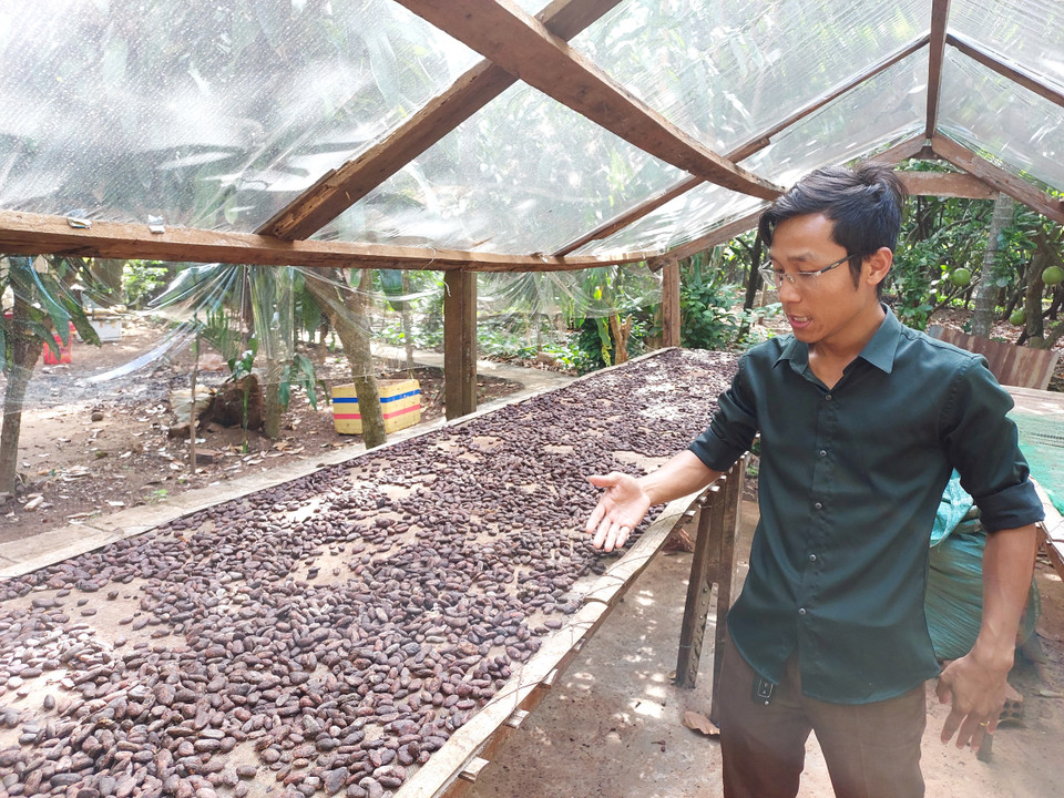 Hướng dẫn viên địa phương giới thiệu về quá trình lên men và làm khô hạt cacao. (Ảnh: Minh Thu/Vietnam+)