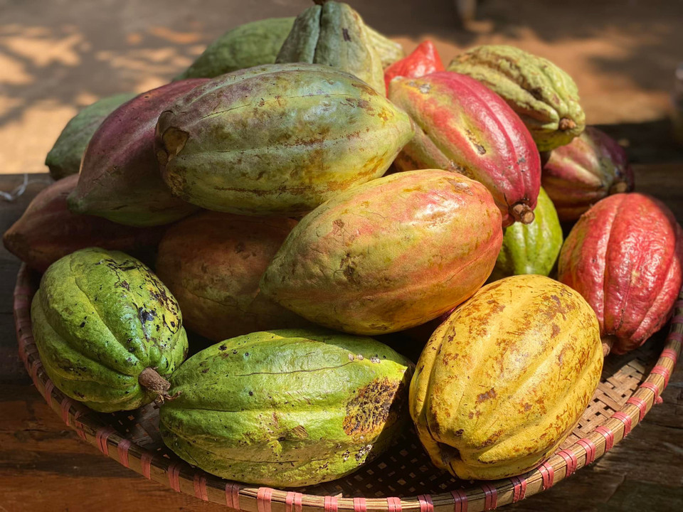 Những trái cacao đủ màu sắc sẽ cho ra thành phẩm là bột cacao và món chocolate. (Ảnh: Minh Thu/Vietnam+)