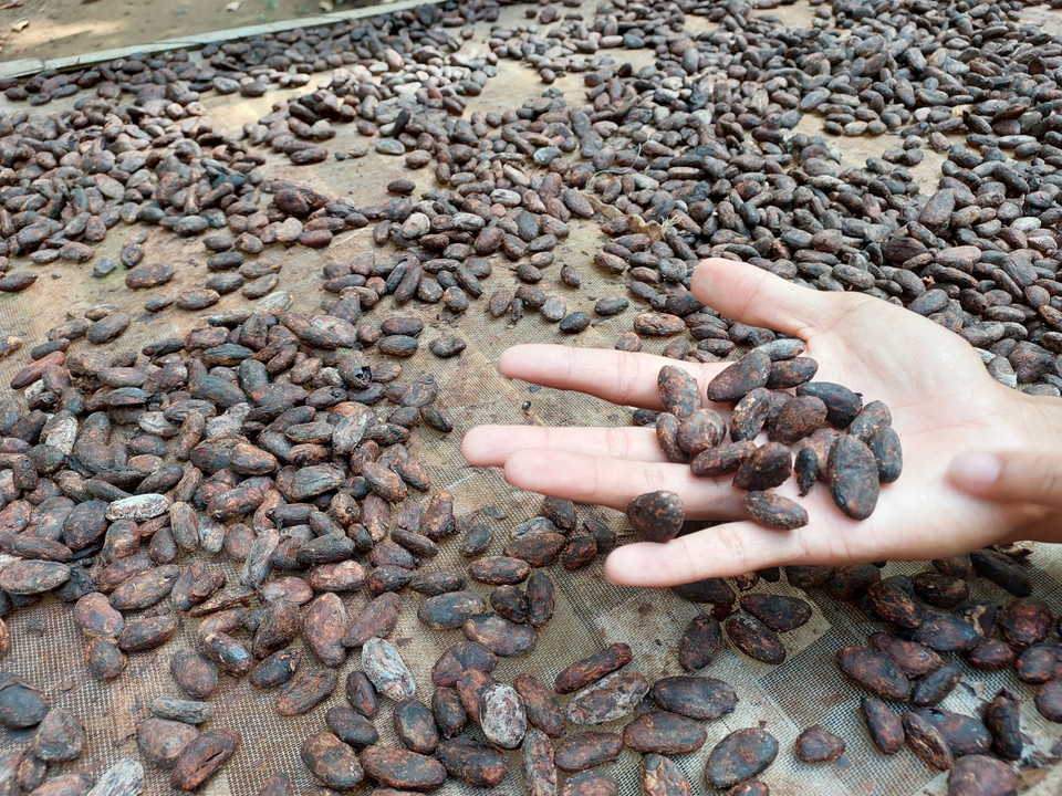 Sau khi phơi khô, hạt cacao bắt đầu chuyển màu đen sẫm và tỏa hương chocolate. (Ảnh: Minh Thu/Vietnam+)