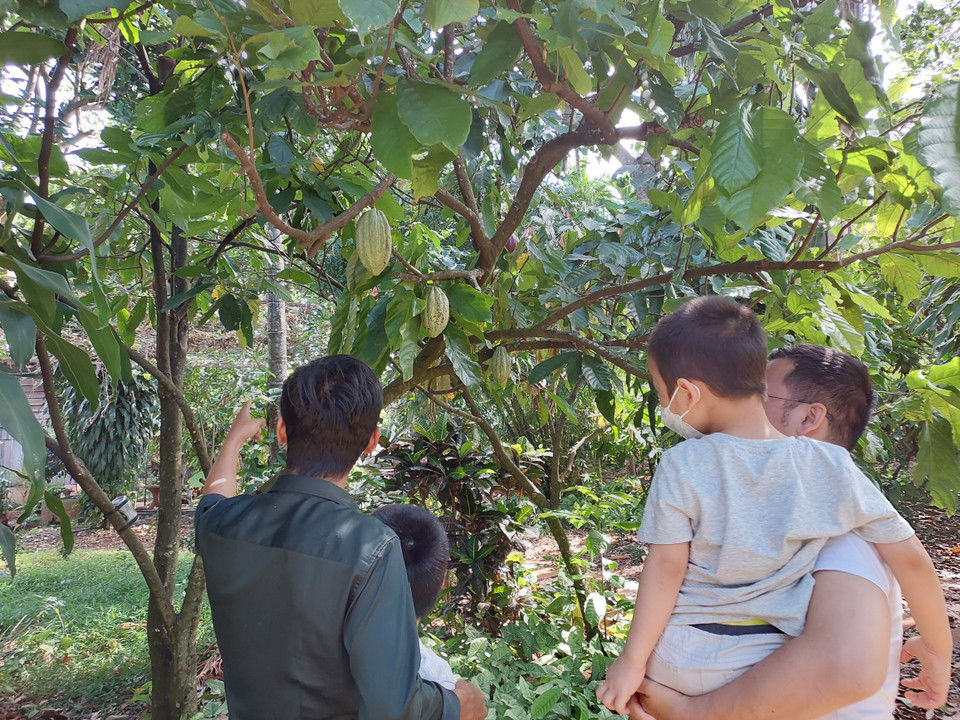 Các bạn nhỏ tìm hiểu quy trình chăm sóc cây cacao, nguồn gốc của món chocolate. (Ảnh: Minh Thu/Vietnam+)