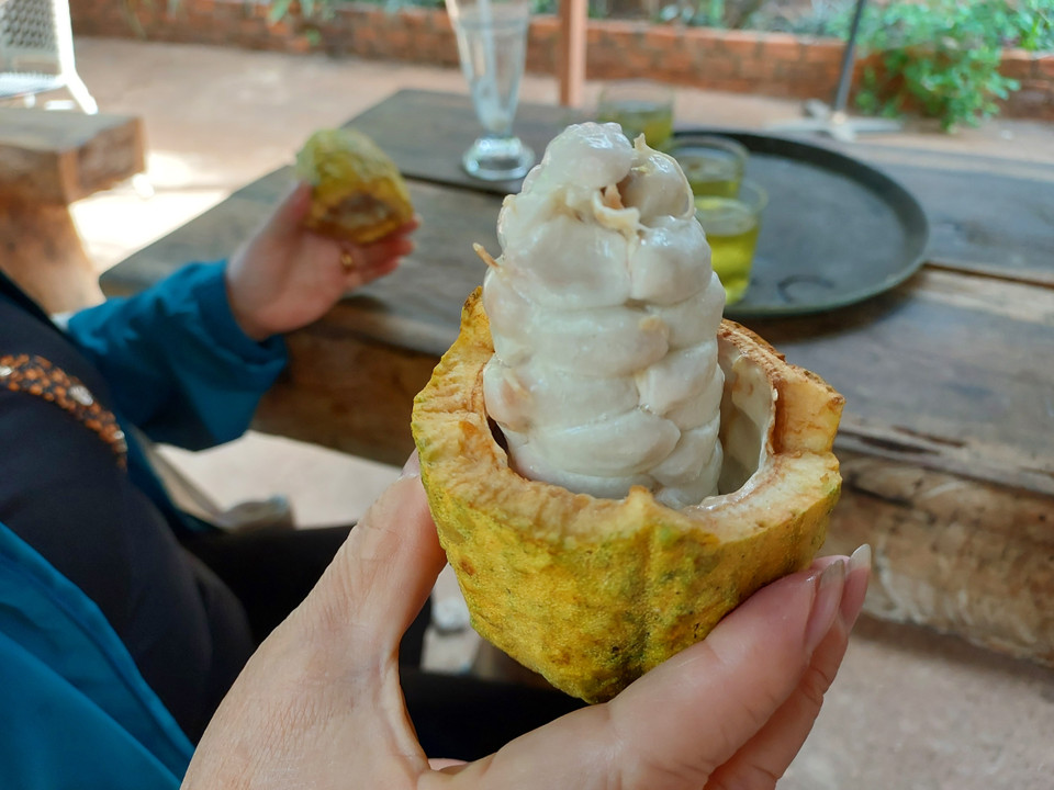 Phần thịt quả cacao được bóc tách để làm sinh tố. Để có một ly sinh tố, cần dùng thịt của 3 trái cacao. (Ảnh: Minh Thu/Vietnam+)