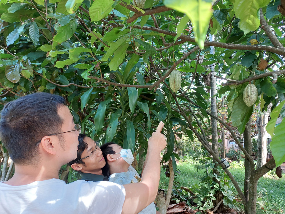 Trái cacao khi còn non có màu xanh, sau đó sẽ chuyển màu vàng, cam và đỏ sẫm. (Ảnh: Minh Thu/Vietnam+)