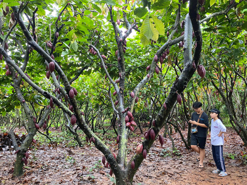 Ngay giữa trung tâm thành phố Buôn Ma Thuột có một vườn cacao xanh mát, rộng tới 1,3ha, nằm phía sau quán cà phê Rêu Phong ở địa chỉ 111 Y Ngông, phường Tân Thành. Chủ nhân vườn cacao này là tiến sỹ Phạm Hồng Đức Phước, chuyên gia hàng đầu về cây cacao. (Ảnh: Minh Thu/Vietnam+)