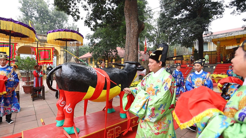 Các quan sẽ đi vòng quanh và đả trâu (đánh trâu) trước. Nghi lễ giúp nhắc nhở người tham gia và khán giả về ý nghĩa của con trâu - tượng trưng cho sức kéo văn hóa, văn minh nông nghiệp, tượng trưng cho tình bằng hữu thân thiết giữa người với con vật, cùng nhau làm kinh tế, thúc đẩy xã hội. (Ảnh: PV/Vietnam+)