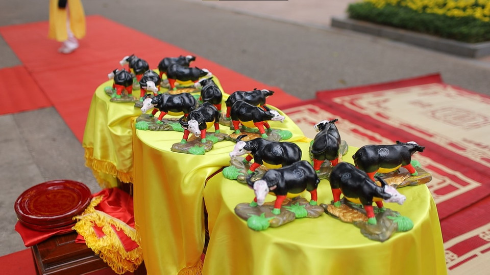 Bên cạnh hình tượng trâu to còn có nhiều trâu nhỏ. Đây sẽ là những mô hình trâu dâng lên cho vua chiêm ngưỡng, sau đó vua sẽ ban lộc lại những mô hình trâu nhỏ này cho các quan. (Ảnh: PV/Vietnam+)