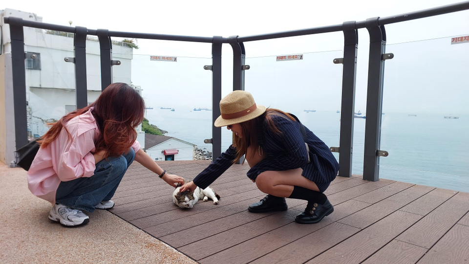 Hai du khách từ Việt Nam thích thú vuốt ve chú mèo lười nằm sưởi nắng bên đường. (Ảnh: Minh Thu/Vietnam+)