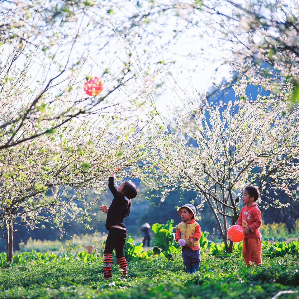 'Mùa hoa mận' hối thúc bao người xách balo lên và đi… (Ảnh: BTC)